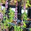 Šalvěj nádherná 'Bordeau Rose' - Salvia superba 'Bordeau Rose'