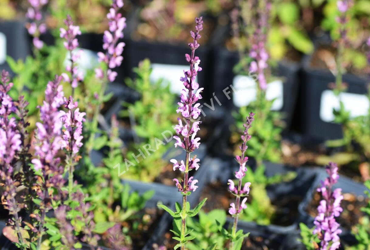 Šalvěj nádherná 'Bordeau Rose' - Salvia superba 'Bordeau Rose'