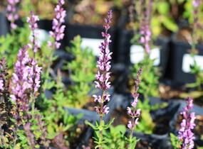 Šalvěj nádherná 'Bordeau Rose' - Salvia superba 'Bordeau Rose'