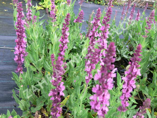 Šalvěj nádherná 'Merleau Rose' - Salvia superba 'Merleau Rose'