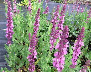 Šalvěj nádherná 'Merleau Rose'