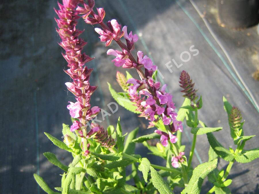 Šalvěj nádherná 'Merleau Rose' - Salvia superba 'Merleau Rose'