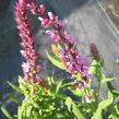 Šalvěj nádherná 'Merleau Rose' - Salvia superba 'Merleau Rose'