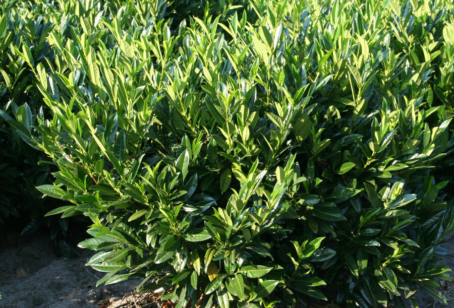 Bobkovišeň lékařská 'Reynvaanii' - Prunus laurocerasus 'Reynvaanii'