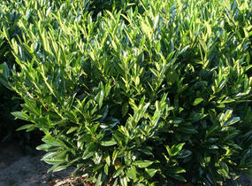 Bobkovišeň lékařská 'Reynvaanii' - Prunus laurocerasus 'Reynvaanii'