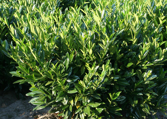 Bobkovišeň lékařská 'Reynvaanii' - Prunus laurocerasus 'Reynvaanii'