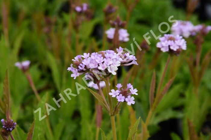 Verbena, sporýš 'Polaris' - Verbena forma lilacina 'Polaris'