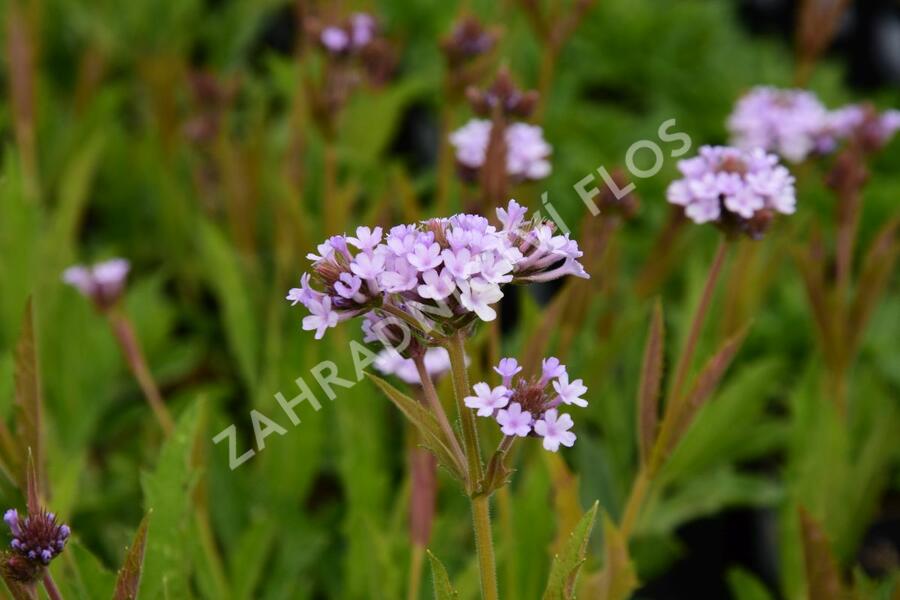 Verbena, sporýš 'Polaris' - Verbena forma lilacina 'Polaris'