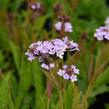 Verbena, sporýš 'Polaris' - Verbena forma lilacina 'Polaris'