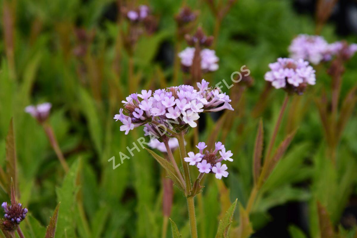 Sporýš 'Polaris' - Verbena f. lilacina 'Polaris'