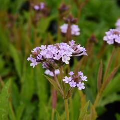 Verbena, sporýš 'Polaris' - Verbena forma lilacina 'Polaris'