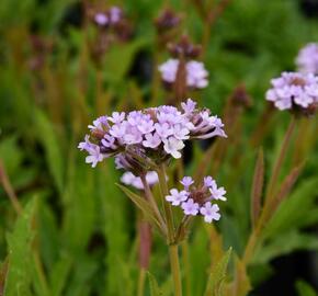 Verbena, sporýš 'Polaris' - Verbena forma lilacina 'Polaris'