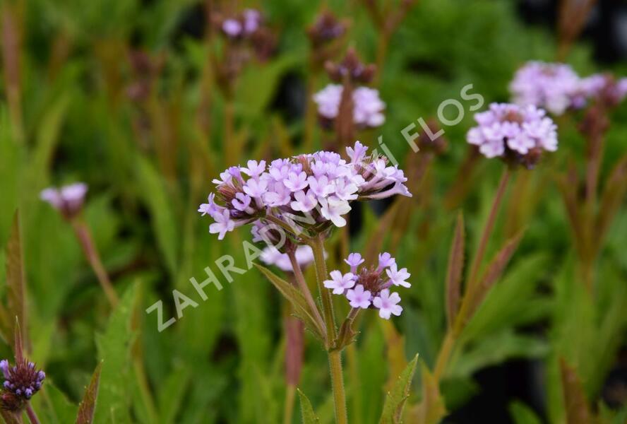 Sporýš 'Polaris' - Verbena f. lilacina 'Polaris'