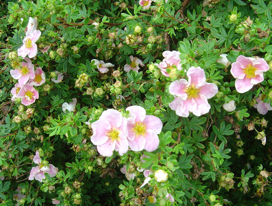 Mochna křovitá 'Princess' - Potentilla fruticosa 'Princess'