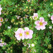 Mochna křovitá 'Princess' - Potentilla fruticosa 'Princess'