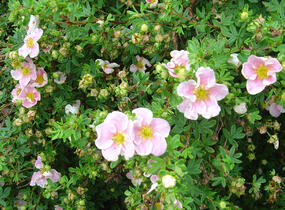 Mochna křovitá 'Princess' - Potentilla fruticosa 'Princess'
