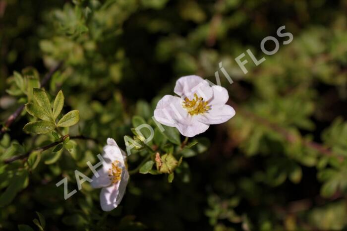 Mochna křovitá 'Princess' - Potentilla fruticosa 'Princess'