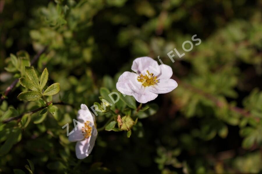 Mochna křovitá 'Princess' - Potentilla fruticosa 'Princess'