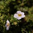 Mochna křovitá 'Princess' - Potentilla fruticosa 'Princess'