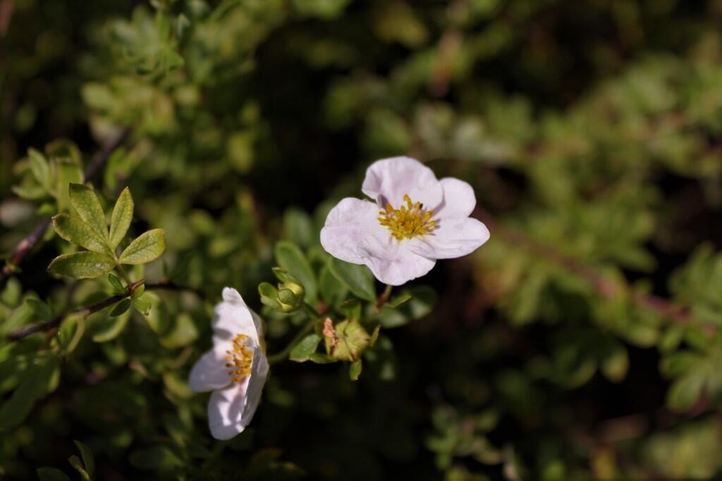Mochna křovitá 'Princess' - Potentilla fruticosa 'Princess'