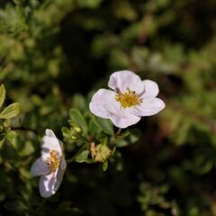 Mochna křovitá 'Princess' - Potentilla fruticosa 'Princess'