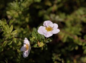 Mochna křovitá 'Princess' - Potentilla fruticosa 'Princess'