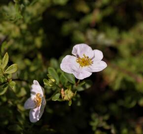 Mochna křovitá 'Princess' - Potentilla fruticosa 'Princess'