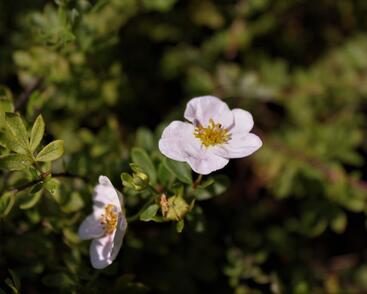 Mochna křovitá 'Princess'