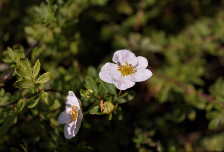 Mochna křovitá 'Princess' - Potentilla fruticosa 'Princess'
