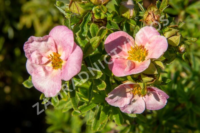 Mochna křovitá 'Bellissima' - Potentilla fruticosa 'Bellissima'