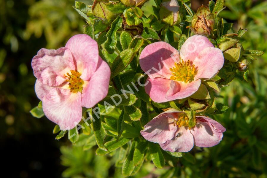 Mochna křovitá 'Bellissima' - Potentilla fruticosa 'Bellissima'