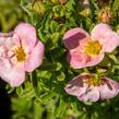 Mochna křovitá 'Bellissima' - Potentilla fruticosa 'Bellissima'