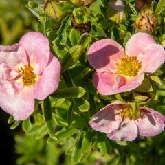 Mochna křovitá 'Bellissima' - Potentilla fruticosa 'Bellissima'