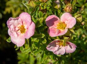 Mochna křovitá 'Bellissima' - Potentilla fruticosa 'Bellissima'