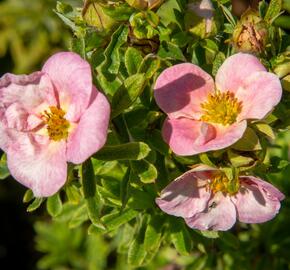 Mochna křovitá 'Bellissima' - Potentilla fruticosa 'Bellissima'