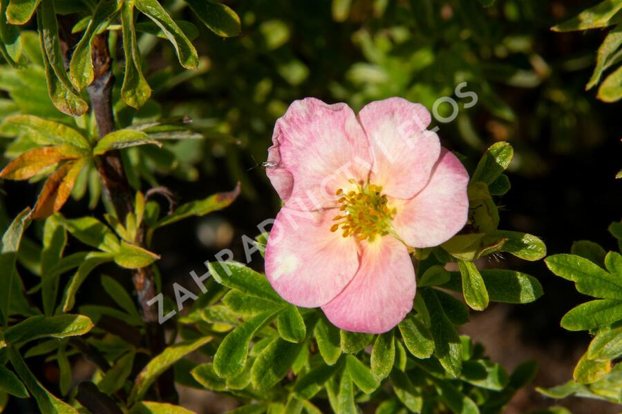 Mochna křovitá 'Bellissima' - Potentilla fruticosa 'Bellissima'