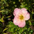 Mochna křovitá 'Bellissima' - Potentilla fruticosa 'Bellissima'