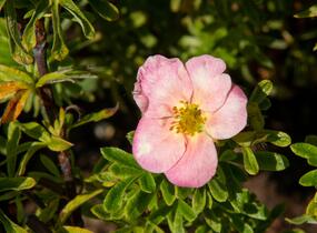 Mochna křovitá 'Bellissima' - Potentilla fruticosa 'Bellissima'