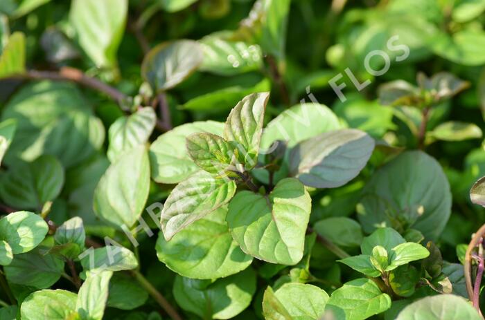 Máta peprná 'Granada' - Mentha piperita 'Granada'