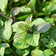Máta peprná 'Granada' - Mentha piperita 'Granada'