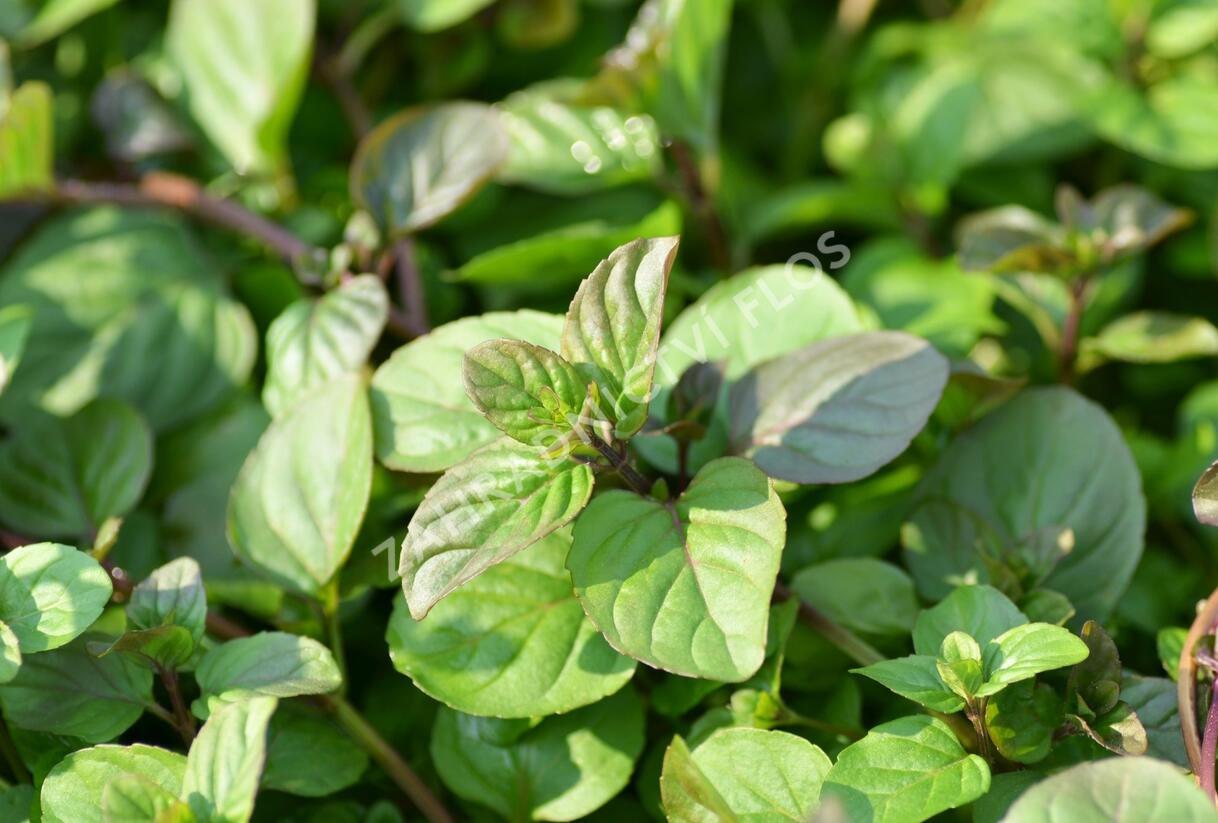 Máta peprná 'Granada' - Mentha piperita 'Granada'