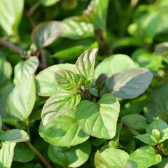 Máta peprná 'Granada' - Mentha piperita 'Granada'