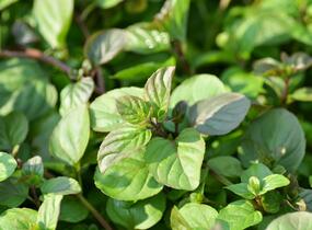 Máta peprná 'Granada' - Mentha piperita 'Granada'
