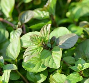 Máta peprná 'Granada' - Mentha piperita 'Granada'