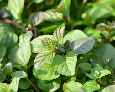 Máta peprná 'Granada'