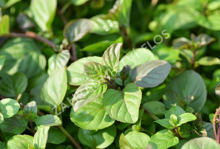 Máta peprná 'Granada' - Mentha piperita 'Granada'
