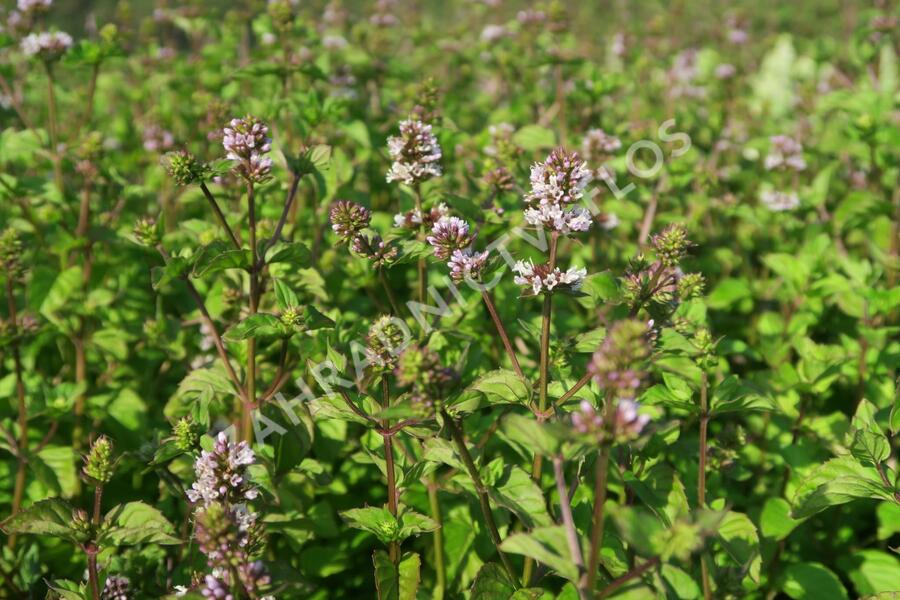 Máta peprná 'Granada' - Mentha piperita 'Granada'