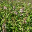 Máta peprná 'Granada' - Mentha piperita 'Granada'