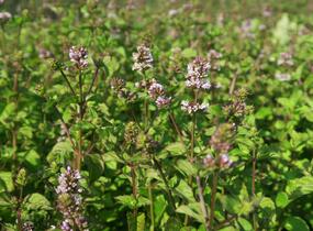 Máta peprná 'Granada' - Mentha piperita 'Granada'