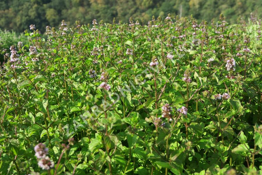 Máta peprná 'Granada' - Mentha piperita 'Granada'